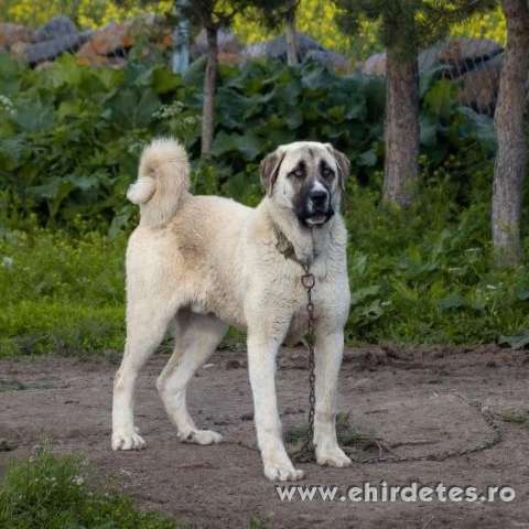 Kangal szuka Kangal szuka