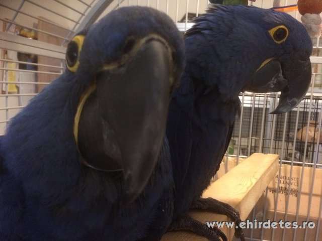 Kék ara papagáj pár ketrecben 2000 Euro