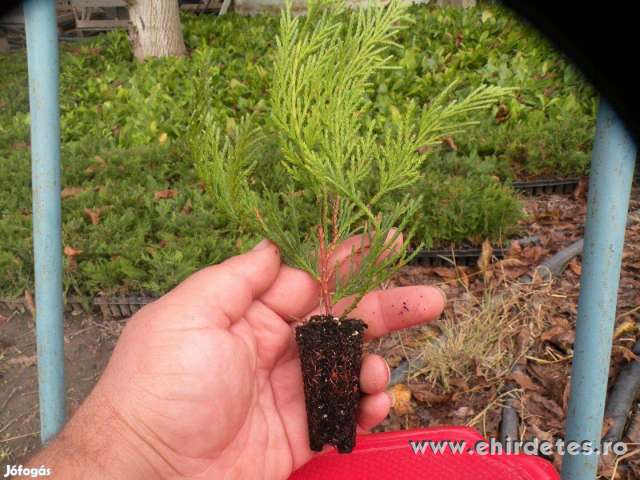 Leylandi ciprus és babérmeggy dugvány eladó Leylandi ciprus és babérmeggy dugvány eladó