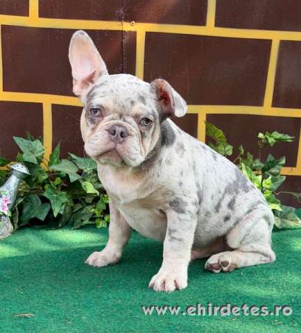 Lila merle Francia bulldog kan kiskutya Lila merle Francia bulldog kan kiskutya