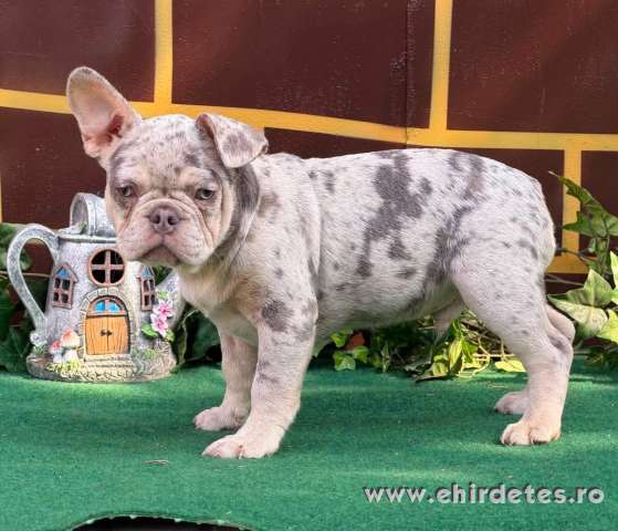 Lila merle Francia bulldog kan kiskutya Lila merle Francia bulldog kan kiskutya
