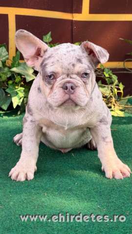 Lila merle Francia bulldog kan kiskutya Lila merle Francia bulldog kan kiskutya