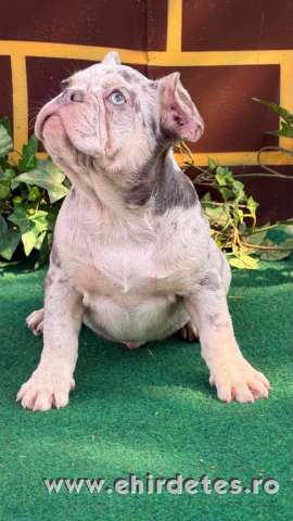Lila merle Francia bulldog kan kiskutya Lila merle Francia bulldog kan kiskutya