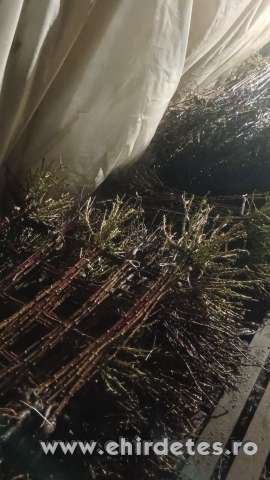 Magastörzsü rózsa akció Magastörzsü rózsa akció