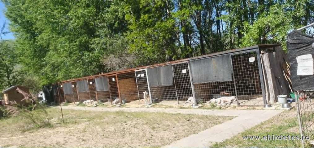 Magyarországi Kutyaotthonba gondozót keresünk bent lakással Magyarországi Kutyaotthonba gondozót keresünk bent lakással