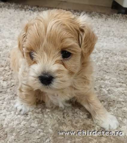 Maltipoo kisfiú Maltipoo kisfiú
