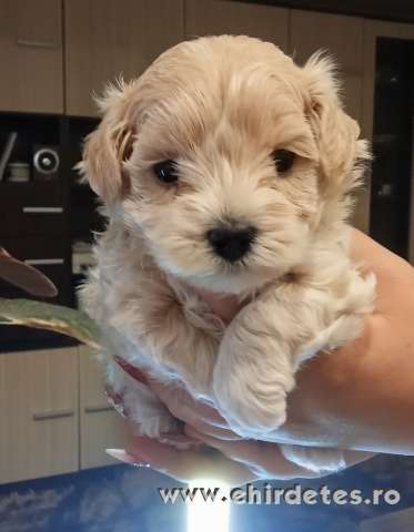 Maltipoo kisfiú Maltipoo kisfiú