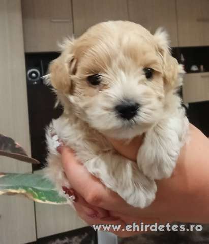 Maltipoo kisfiú Maltipoo kisfiú
