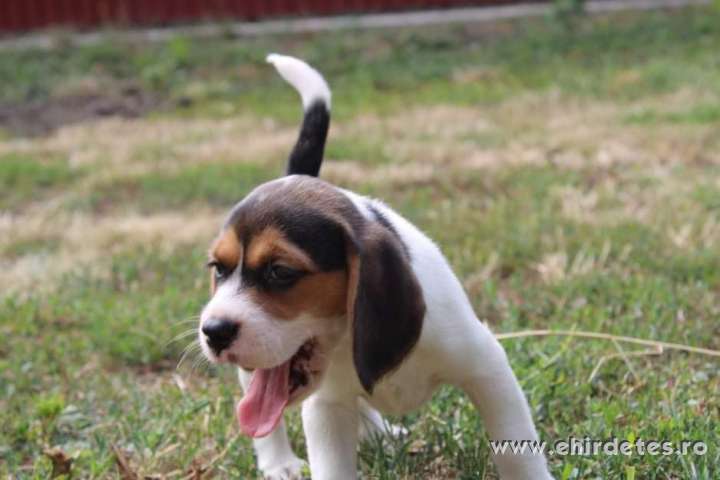 Minőség beagle kutyusok