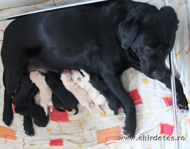 Minőségi Labrador kölykök eladók Lowlander Labrador Kennel