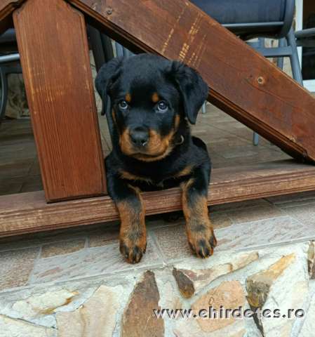 Minőségi Rottweiler kiskutyák szerető családba költöznének Minőségi Rottweiler kiskutyák szerető családba költöznének
