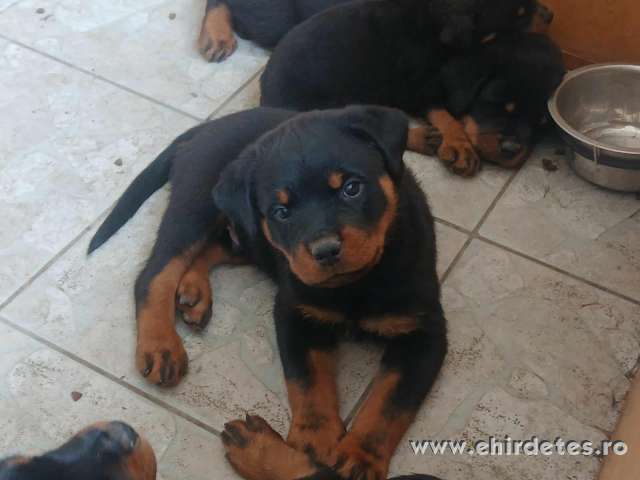 Minőségi Rottweiler kiskutyák szerető családba költöznének Minőségi Rottweiler kiskutyák szerető családba költöznének