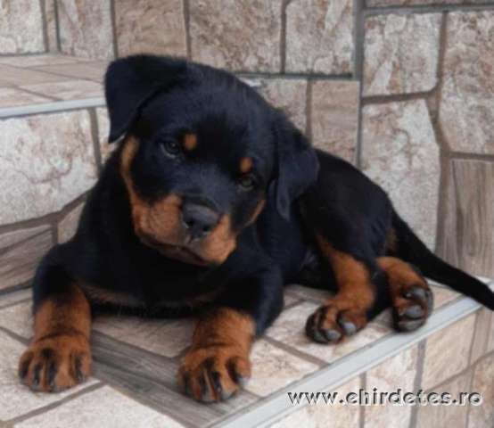 Minőségi Rottweiler kiskutyák szerető családba költöznének Minőségi Rottweiler kiskutyák szerető családba költöznének