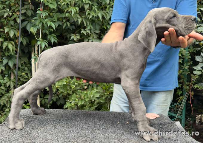 Német dog him kiskutyák új lakásra vágynak Német dog him kiskutyák új lakásra vágynak