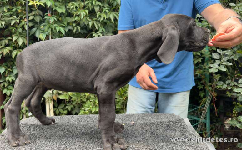 Nénet dog fiú kutyusok Nénet dog fiú kutyusok