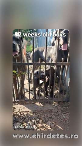 Nénet dog fiú kutyusok Nénet dog fiú kutyusok