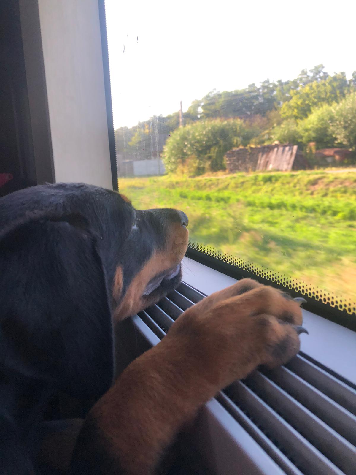Nyolchetes dobermánn kiskutyák gazdit keresnek Nyolchetes dobermánn kiskutyák gazdit keresnek