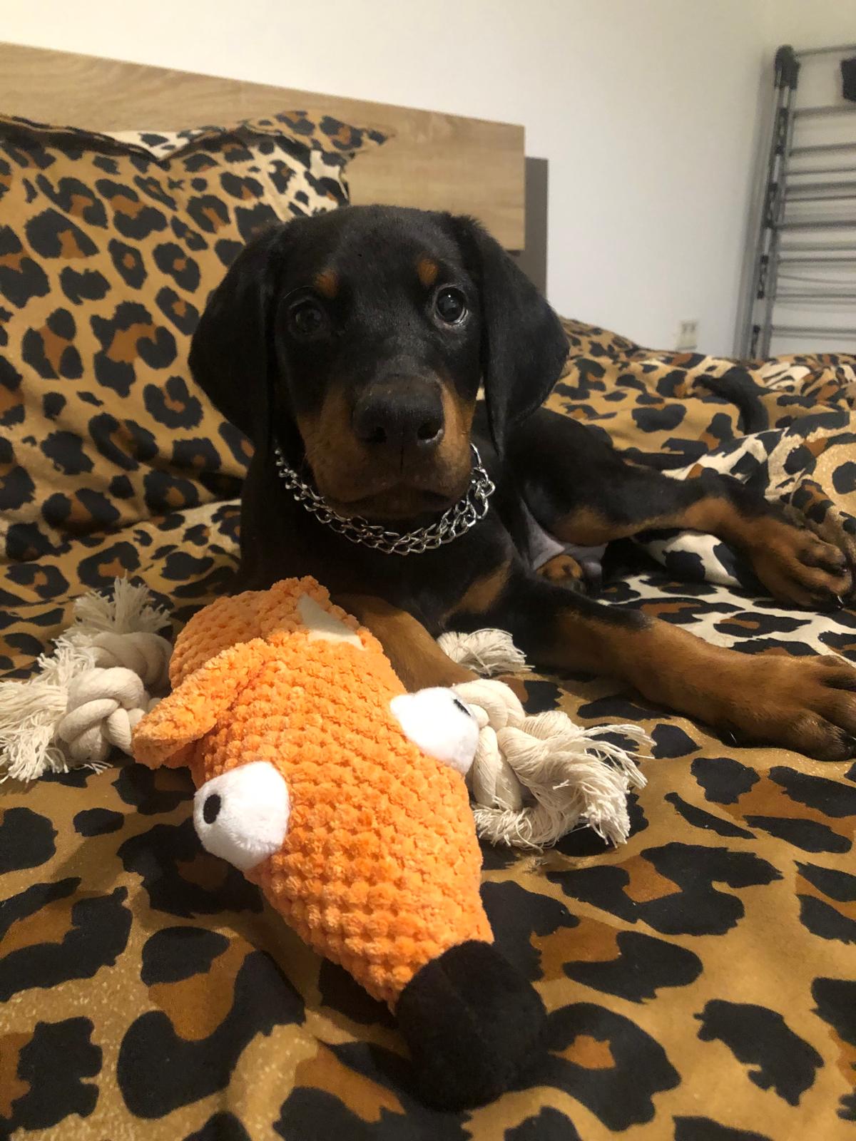 Nyolchetes dobermánn kiskutyák gazdit keresnek Nyolchetes dobermánn kiskutyák gazdit keresnek