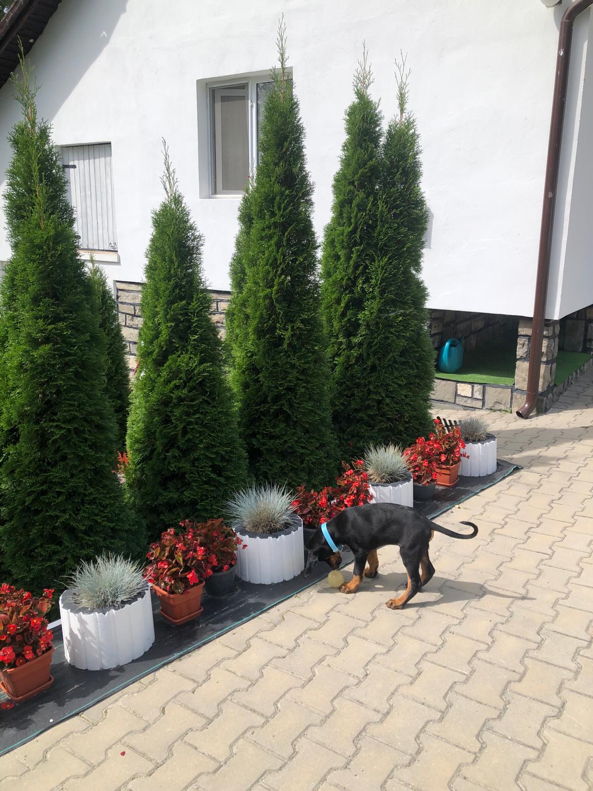 Nyolchetes dobermánn kiskutyák gazdit keresnek Nyolchetes dobermánn kiskutyák gazdit keresnek