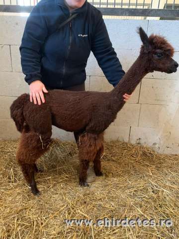 Pihepuha alpakák gazdit keresnek Pihepuha alpakák gazdit keresnek