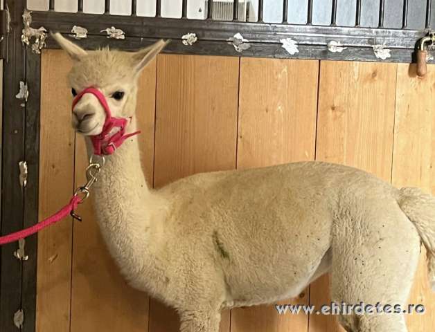 Pihepuha alpakák gazdit keresnek Pihepuha alpakák gazdit keresnek