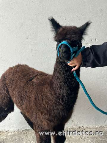 Pihepuha alpakák gazdit keresnek Pihepuha alpakák gazdit keresnek