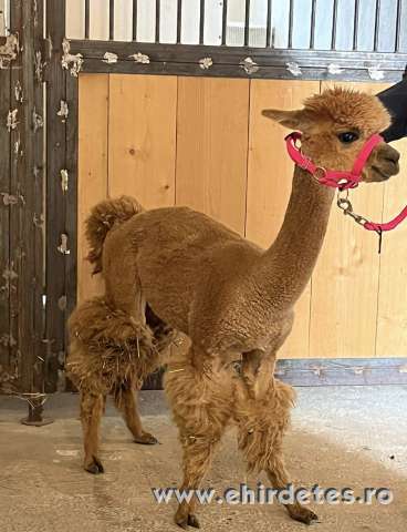 Pihepuha alpakák gazdit keresnek Pihepuha alpakák gazdit keresnek