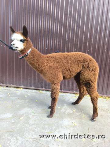 Pihepuha alpakák gazdit keresnek Pihepuha alpakák gazdit keresnek