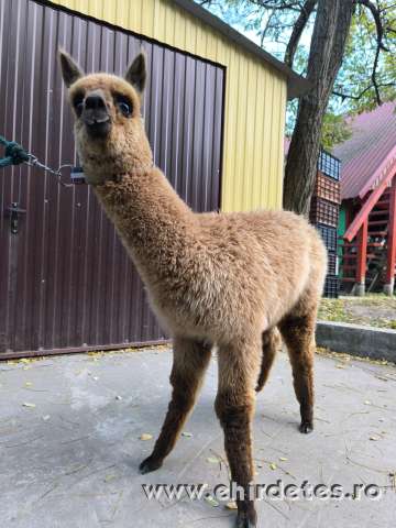 Pihepuha alpakák gazdit keresnek Pihepuha alpakák gazdit keresnek