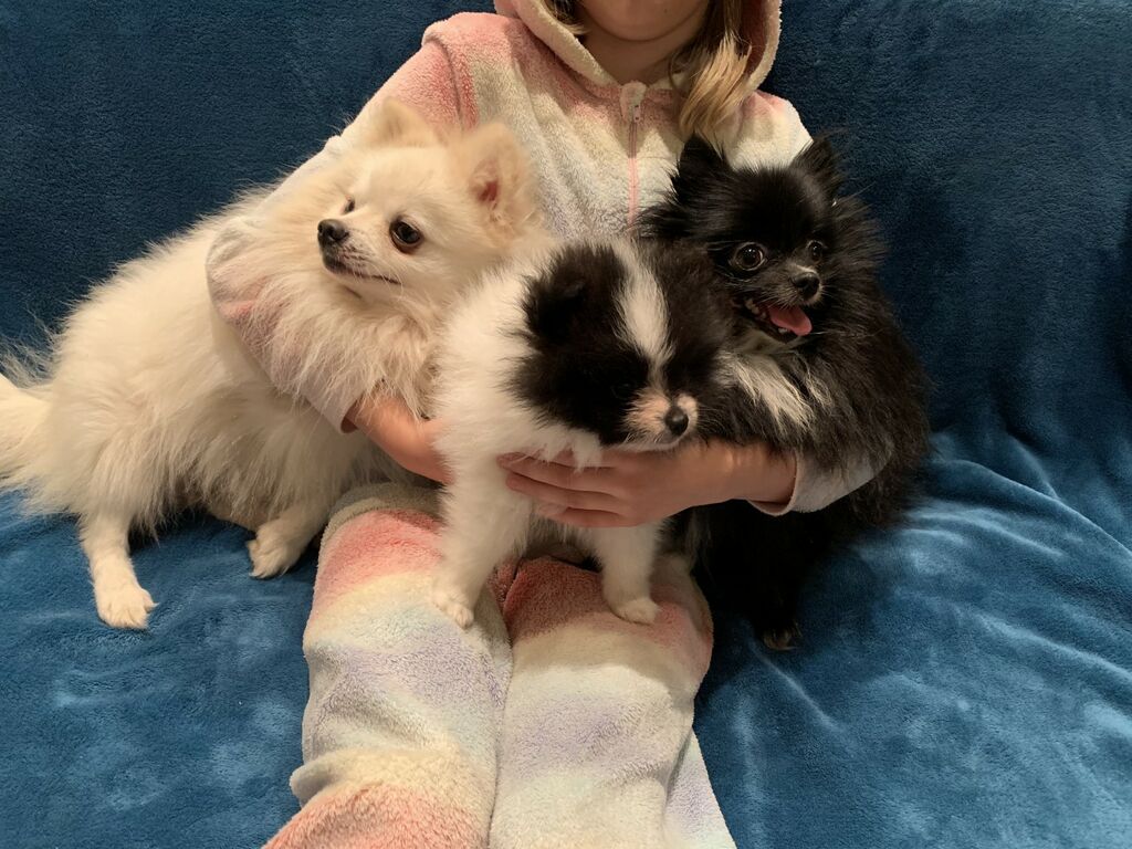 Pomerániai kölyökkutyák kaphatók Pomerániai kölyökkutyák kaphatók