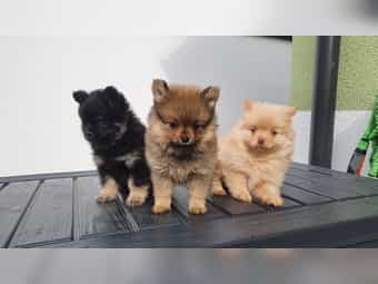 Pomerániai kölyökkutyák kaphatók Pomerániai kölyökkutyák kaphatók