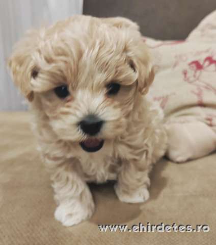 Prémium maltipoo Prémium maltipoo