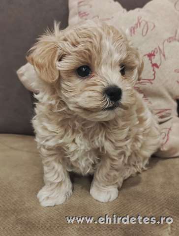 Prémium maltipoo Prémium maltipoo