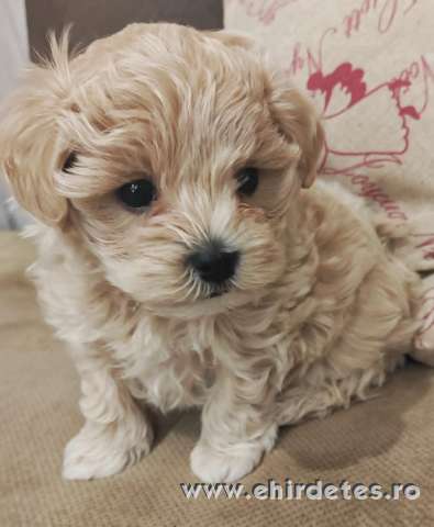 Prémium maltipoo Prémium maltipoo
