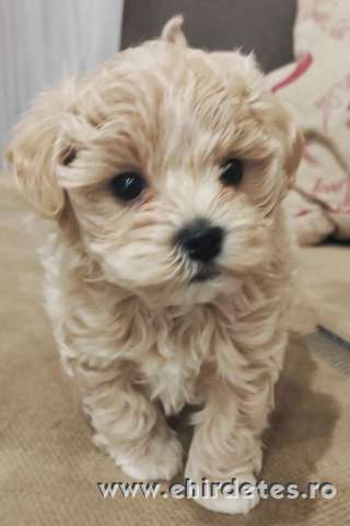 Prémium maltipoo Prémium maltipoo