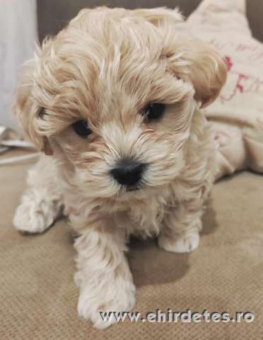 Prémium maltipoo Prémium maltipoo