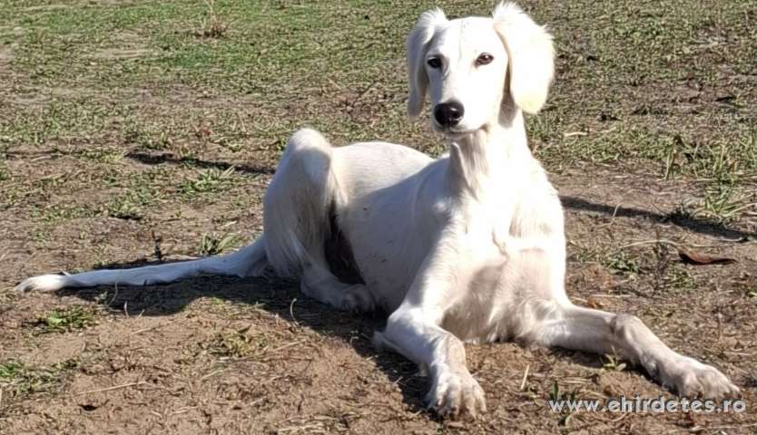 Saluki Perzsa agár Saluki Perzsa agár