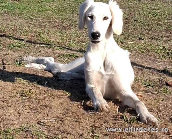 Saluki Perzsa agár Saluki Perzsa agár
