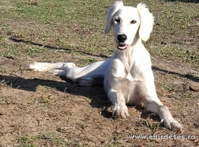 Saluki Perzsa agár Saluki Perzsa agár