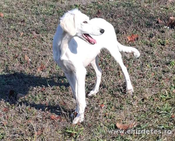 Saluki Perzsa agár Saluki Perzsa agár