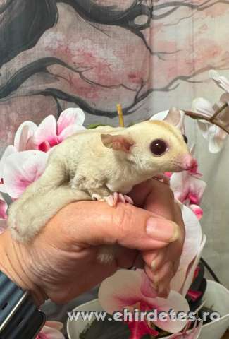 Sugar glider repűlő mókus creminó kisfiú Sugar glider repűlő mókus creminó kisfiú