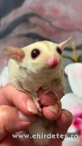 Sugar glider repűlő mókus creminó kisfiú Sugar glider repűlő mókus creminó kisfiú