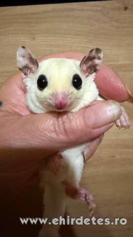 Sugar glider repűlő mókus mozaik kislány Sugar glider repűlő mókus mozaik kislány