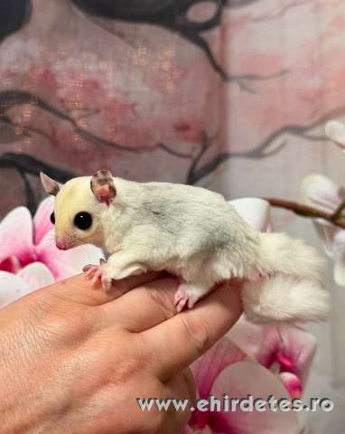 Sugar glider repűlő mókus mozaik kislány Sugar glider repűlő mókus mozaik kislány