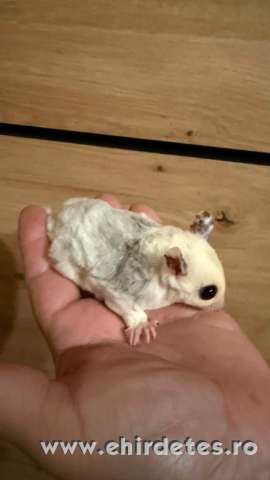 Sugar glider repűlő mókus mozaik kislány Sugar glider repűlő mókus mozaik kislány