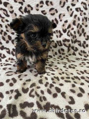 Szép Havapo kislány családot keres Szép Havapo kislány családot keres