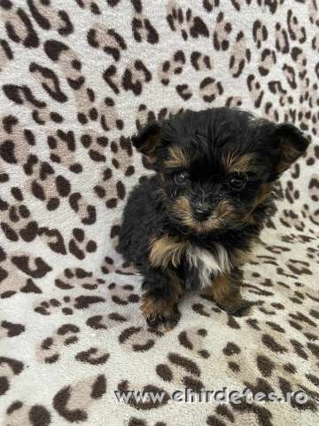 Szép Havapo kislány családot keres Szép Havapo kislány családot keres