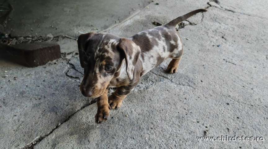 Tacskó kiskutya harlekin Tacskó kiskutya harlekin