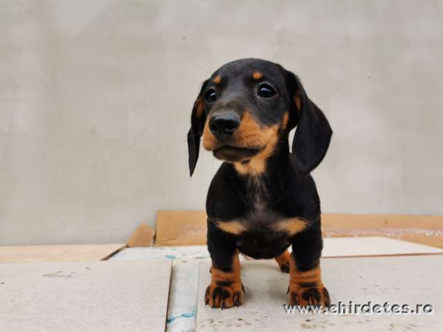 Tacskó kölyök kiskutya Tacskó kölyök kiskutya