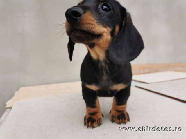 Tacskó kölyök kiskutya Tacskó kölyök kiskutya